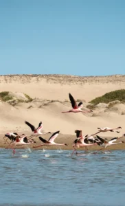 Flamingos in a coastal lagoon on a Hoanib Skeleton Coast excursion