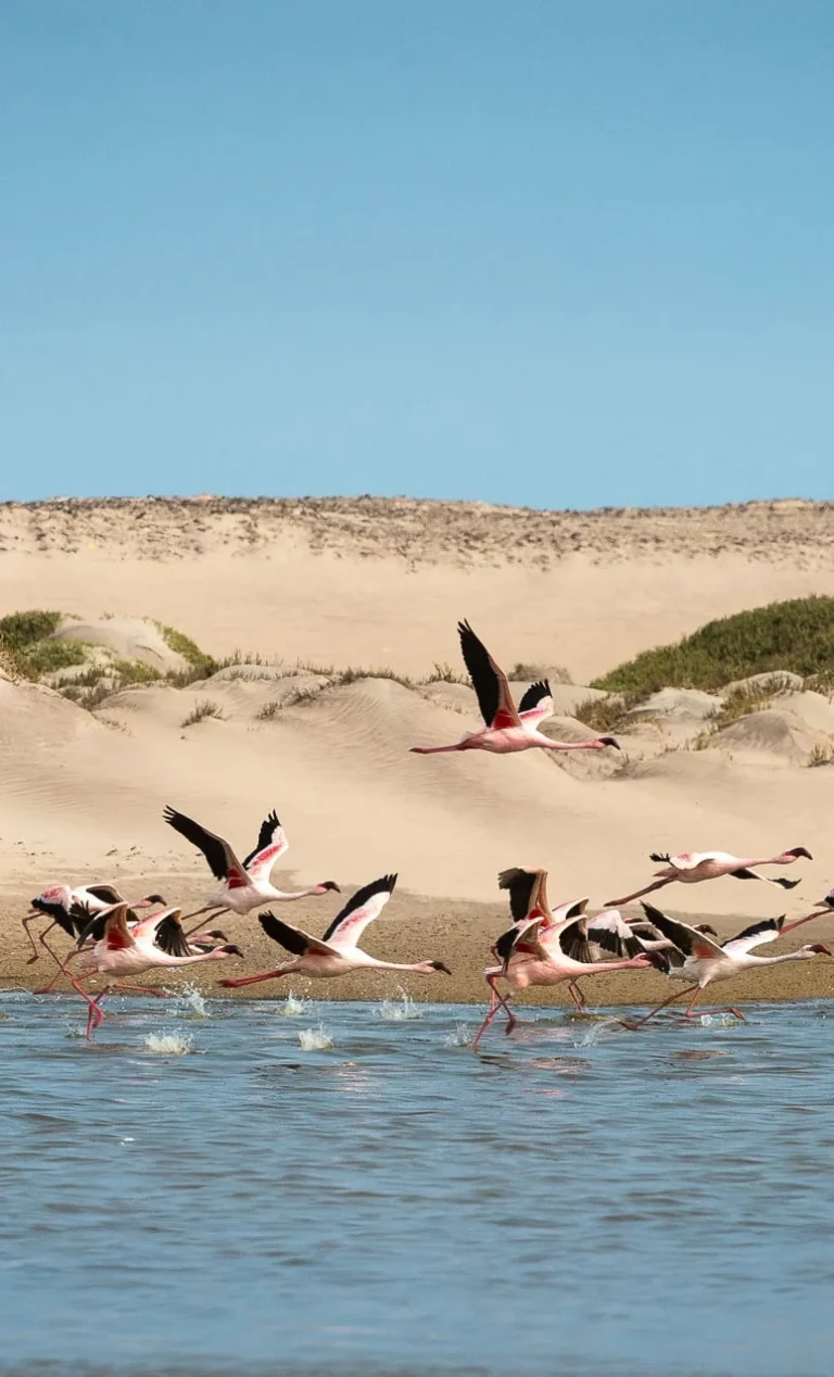 Flamingos in a coastal lagoon on a Hoanib Skeleton Coast excursion