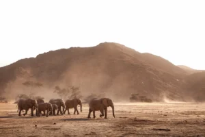 Elephants crossing a sandy valley in the Hoanib area