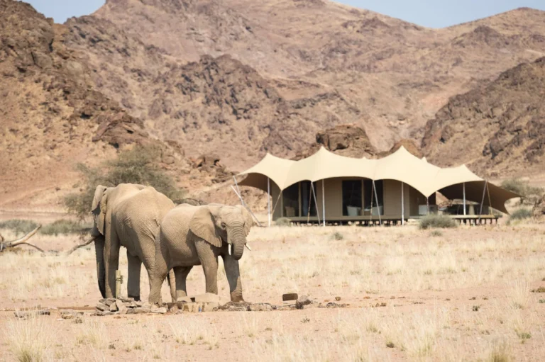 Elephants beside a tented suite at Hoanib Skeleton Coast Camp