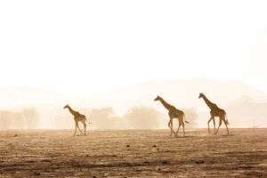 Giraffes walking through the Hoanib desert landscape