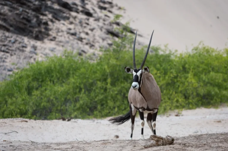 Oryx beside shrubs in the Hoanib area