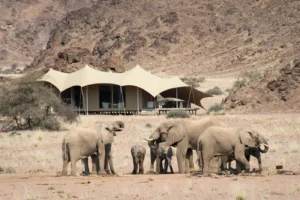 Elephant herd in front of a Hoanib Skeleton Coast Camp tented suite