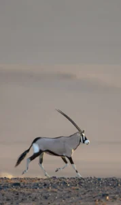 Oryx walking across a gravel plain in the Kulala reserve