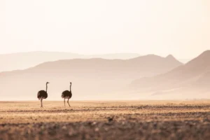 Ostriches on the desert plains near Little Kulala
