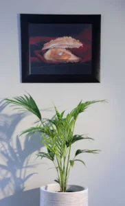 Plant and framed coastal photograph inside Oyster Box Guesthouse