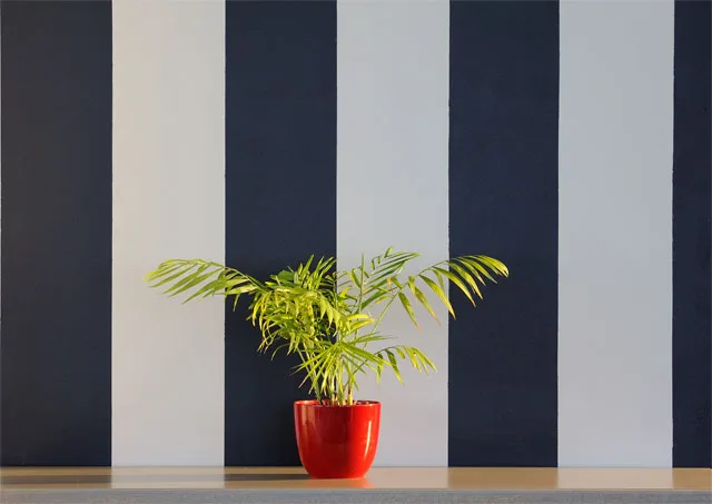 Potted plant against a striped wall at Oyster Box Guesthouse